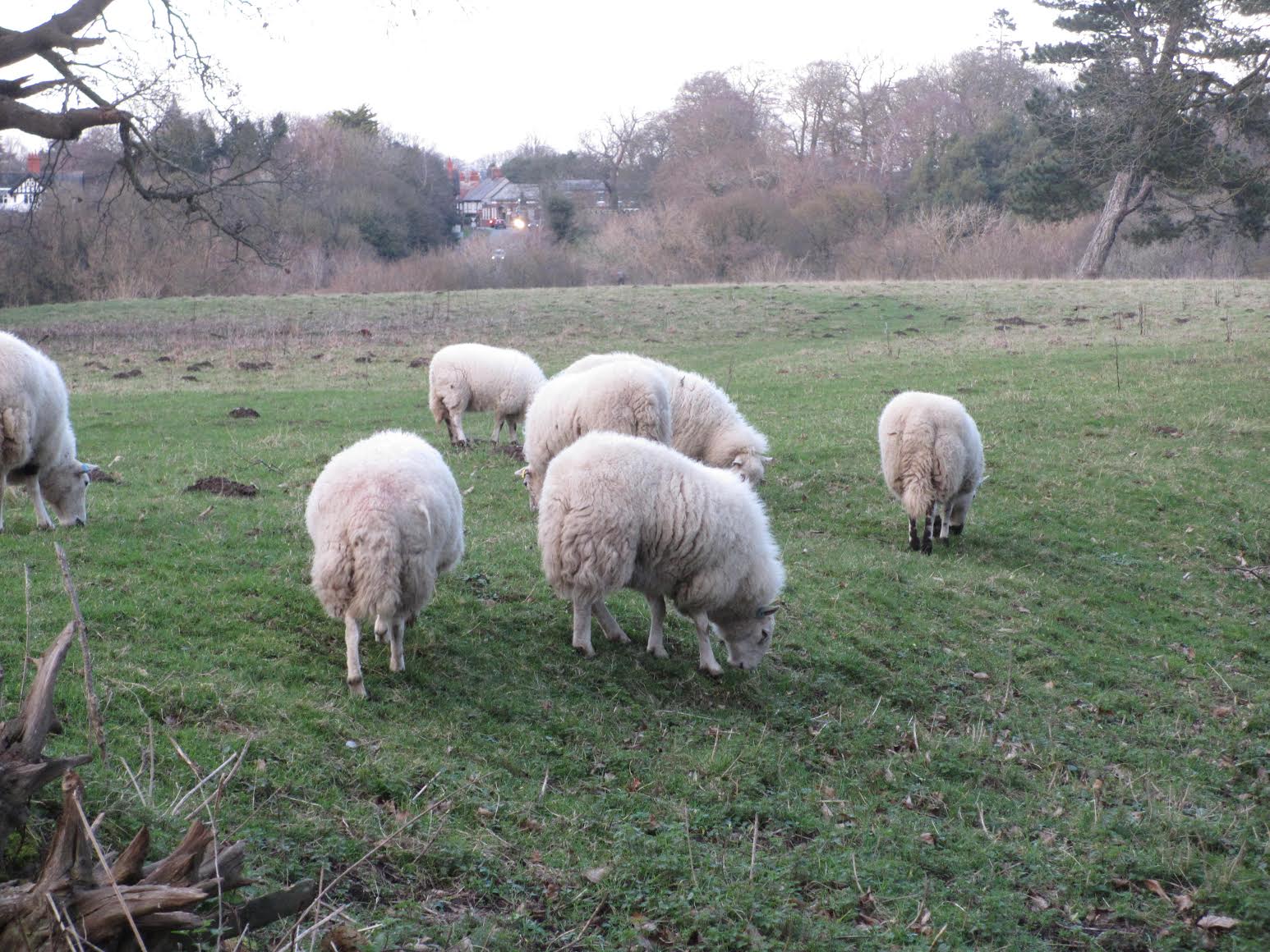 Some sheep on the Hawarden estate
